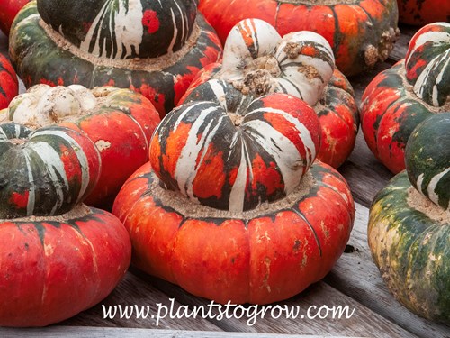 Turban Squash (Curcurbitia maxima)
Displayed on a table and being sold in the fall for oranmental displays.